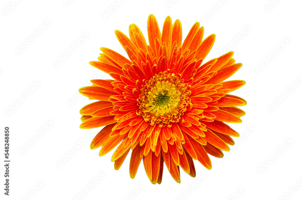 orange flower top view Isolate on transparent background PNG file orange flower top view Isolate on transparent background PNG file