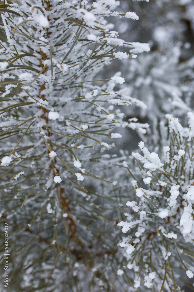 snow covered pine tree branches snow covered pine tree branches