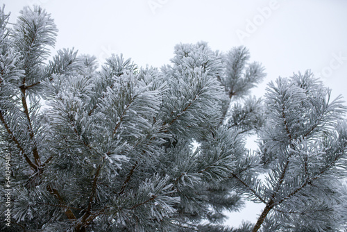 Pine branches covered with snow.