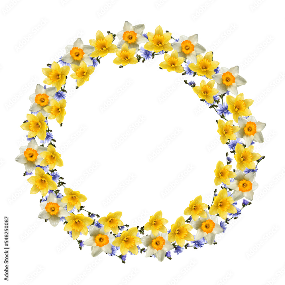 wreath of flowers narcissus and chicory drawing wreath of flowers narcissus and chicory drawing