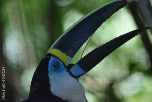 toucan in the trees