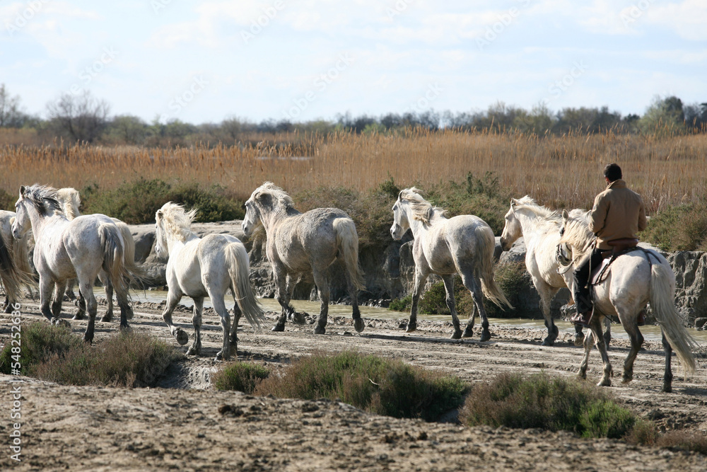 Exploring the beauty of Camargue