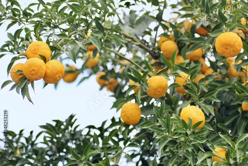 Wallpaper Mural 柚子の木 Torontodigital.ca