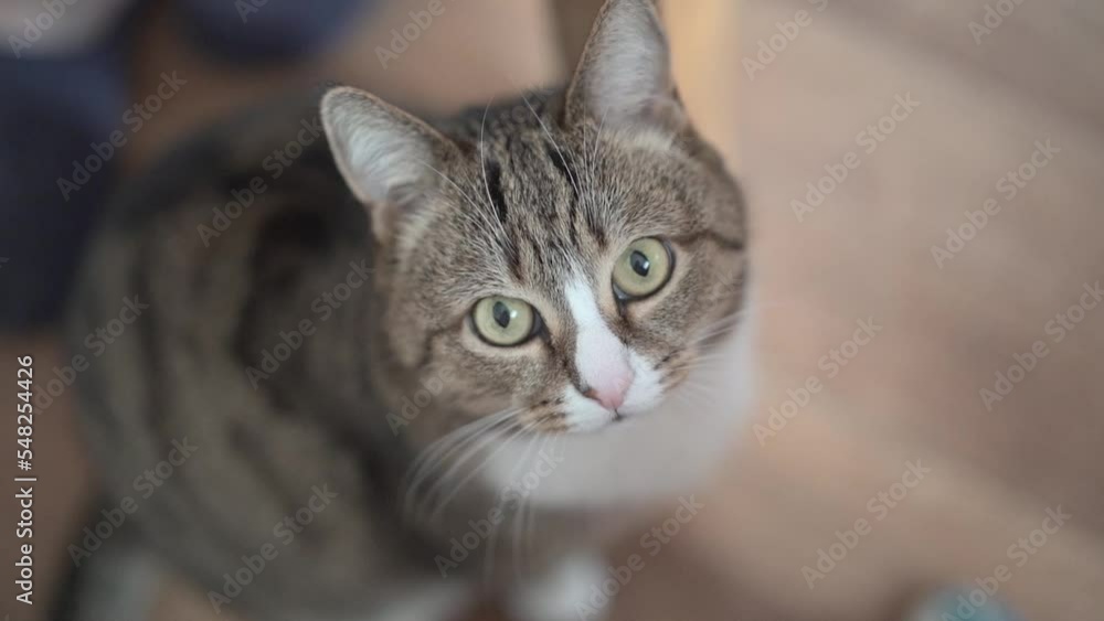 A grey brown striped cat looks directly into the camera. Shooting in slow motion. High quality FullHD footage A grey brown striped cat looks directly into the camera. Shooting in slow motion. High quality FullHD footage