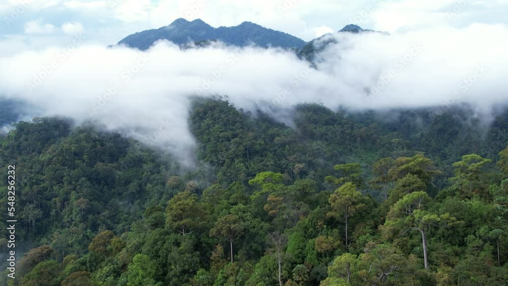 Aerial view of beautiful tropical rainforest full of large trees and covered with clouds in the rainy season of Thailand Aerial view of beautiful tropical rainforest full of large trees and covered with clouds in the rainy season of Thailand