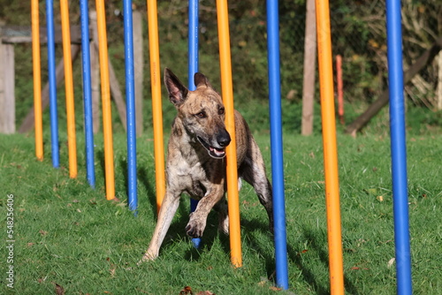 Billede på lærred dog in the park