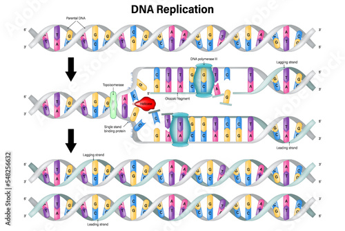 DNA Replication. DNA Polymerase enzyme syntheses. Leading strand and Lagging strand. Okazaki fragment. photo