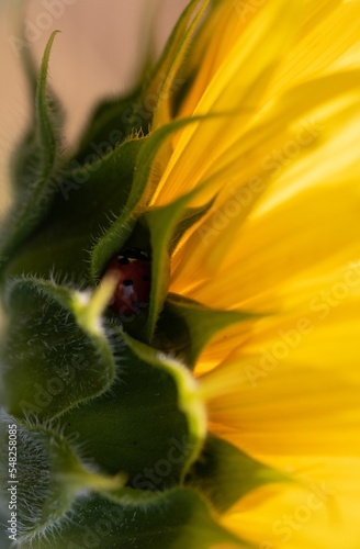 Macro shot of involucral bract of sunflower (Helianthus annuus) and its yellow petals photo