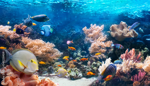 Life of the underwater world. Colorful tropical fish. Animals in the coral reef. Ecosystem. Underwater panoramic view.