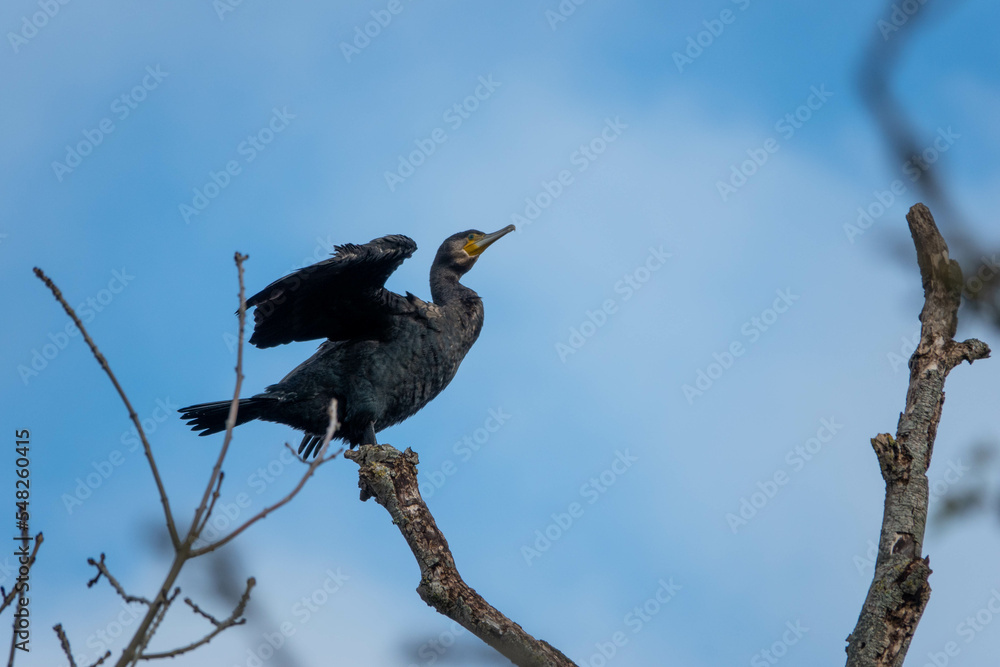 cormorant perched on a branch drying wings with a blurred blue sky in the background cormorant perched on a branch drying wings with a blurred blue sky in the background