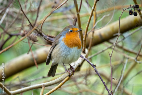 cute robin redbreast perched on a branch with a blurred background