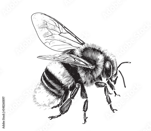 Bumblebee hand drawn sketch From insects collection Vector illustration.
