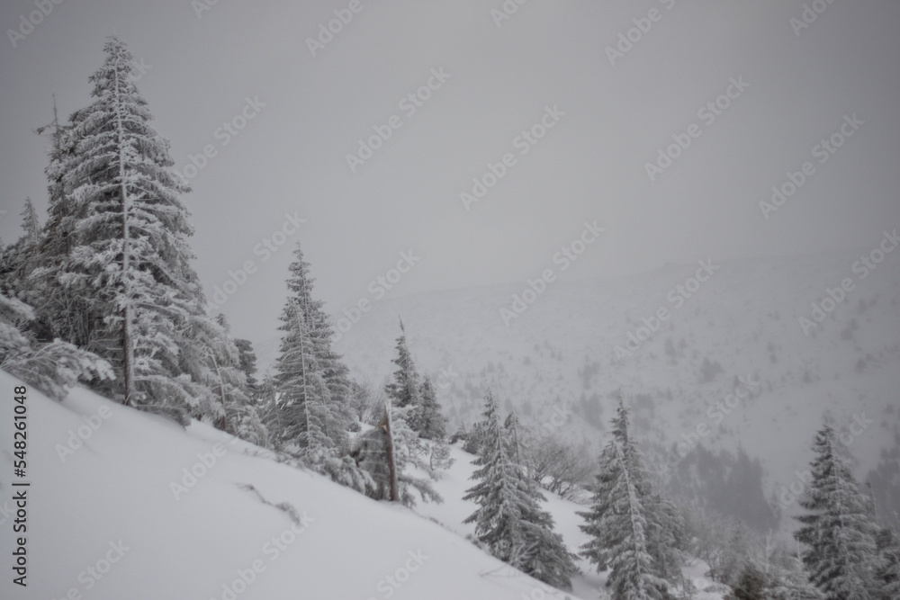 Obraz premium snow covered trees