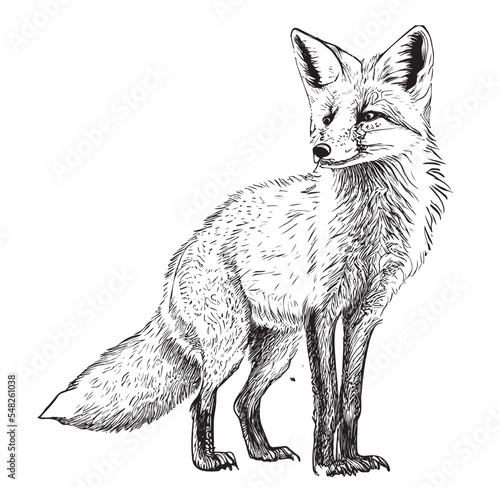 Fox sitting hand drawn sketch Wild animals Vector illustration
