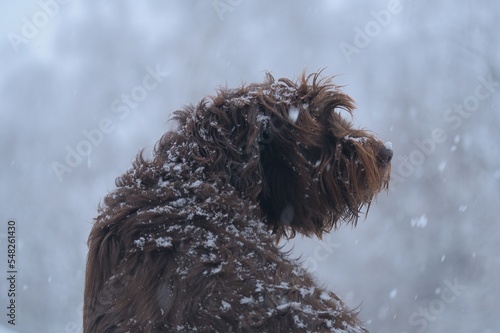 a portrait of a dog, a pudelpointer, at a snowy winter day , snowflakes on the dog nose photo