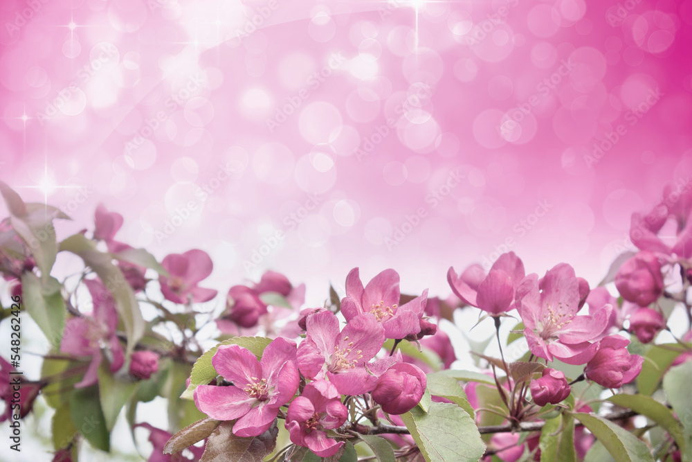 pink spring background pink apple blossom branch on blurred background pink spring background pink apple blossom branch on blurred background