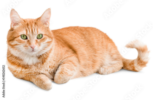 Obraz na płótnie ginger cat lies and looks at the camera ,isolated on white background