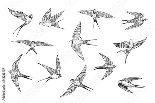 Swallow bird vector line graphic illustartions set.