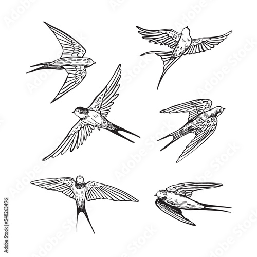 Swallow bird vector line graphic illustartions set.