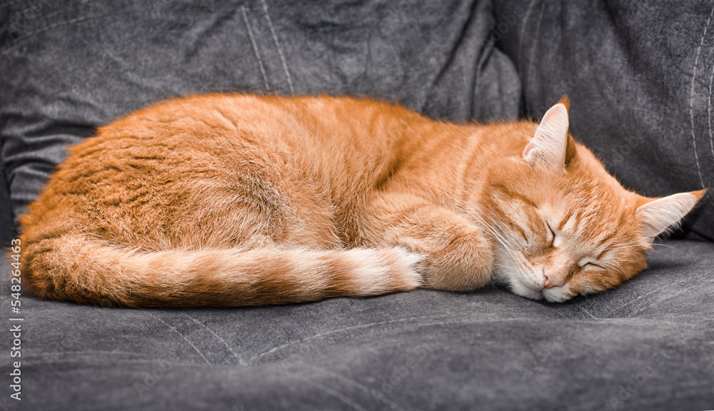 cute ginger cat sleeping on the couch
