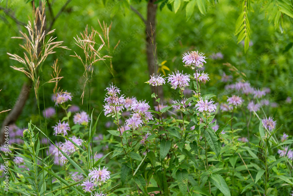 Wild Bergamot Growing In The Garden In Summer Wild Bergamot Growing In The Garden In Summer