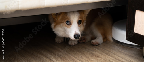 Canvas Print Corgi dog hiding under the bed