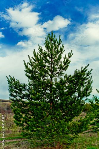 Green Christmas tree. in the forest. prickly needles with bumps. conifers, cedar, pine. landscape. spruce. aspen. spruce. macro.natural forest background. small depth of field. macro. landscape. 