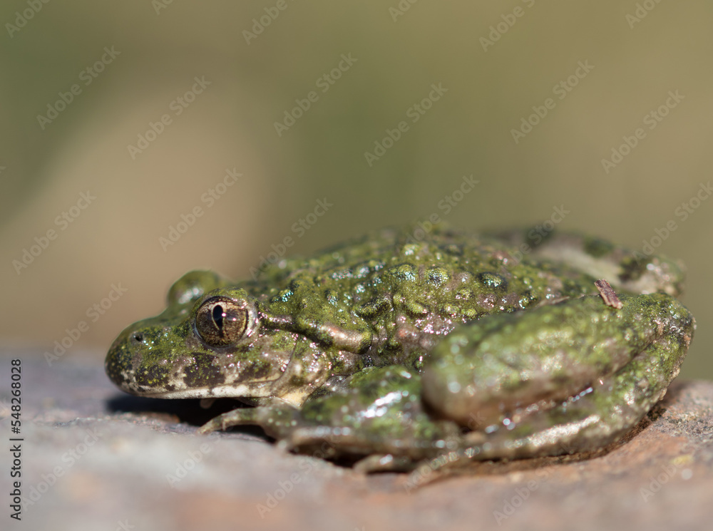 Fototapeta premium frog on a leaf pelodytes punctatus