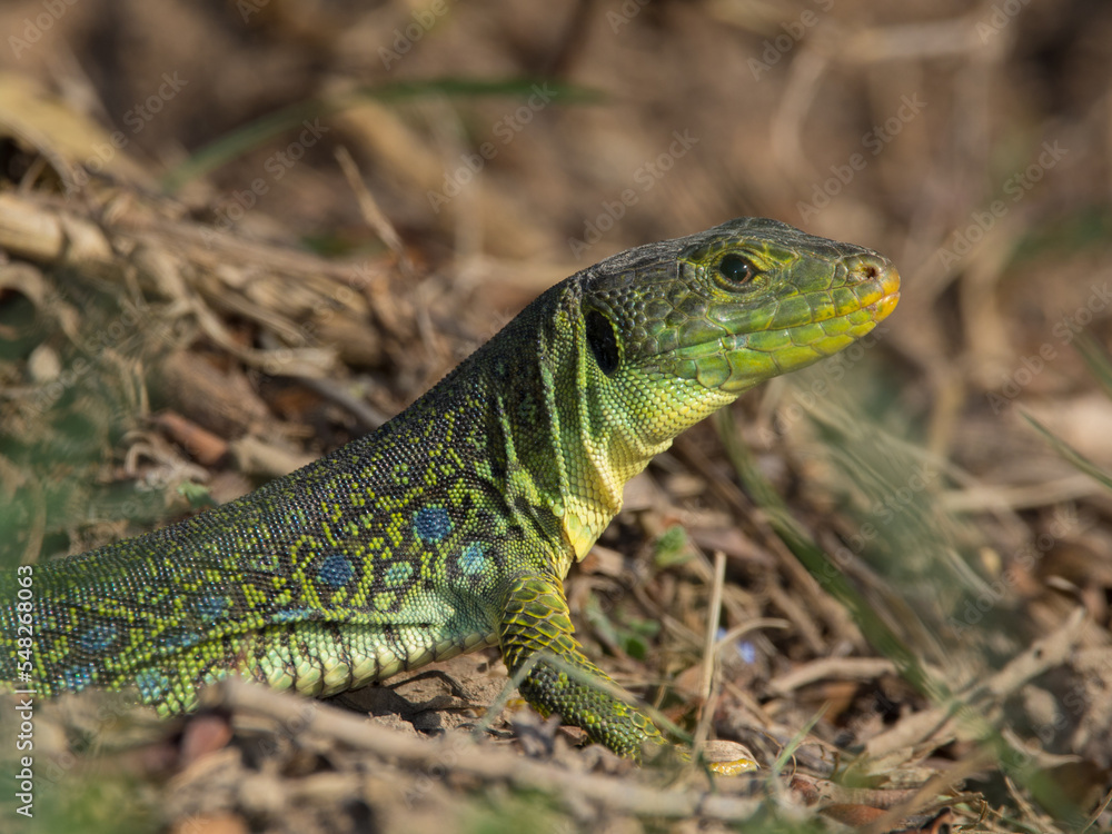 green lizard on a rock green lizard on a rock