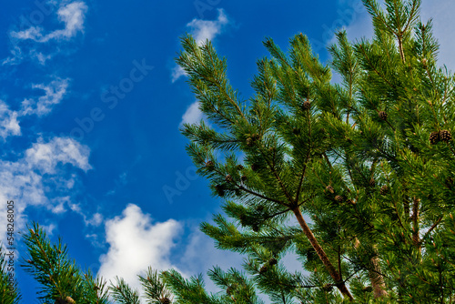 Green Christmas tree. in the forest. prickly needles with bumps. conifers  cedar  pine. landscape. spruce. aspen. spruce. macro.natural forest background. small depth of field. macro. landscape. 