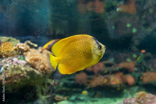 Εκτύπωση καμβά Closeup of a sunburst butterflyfish (Chaetodon kleinii) swimming in an aquarium