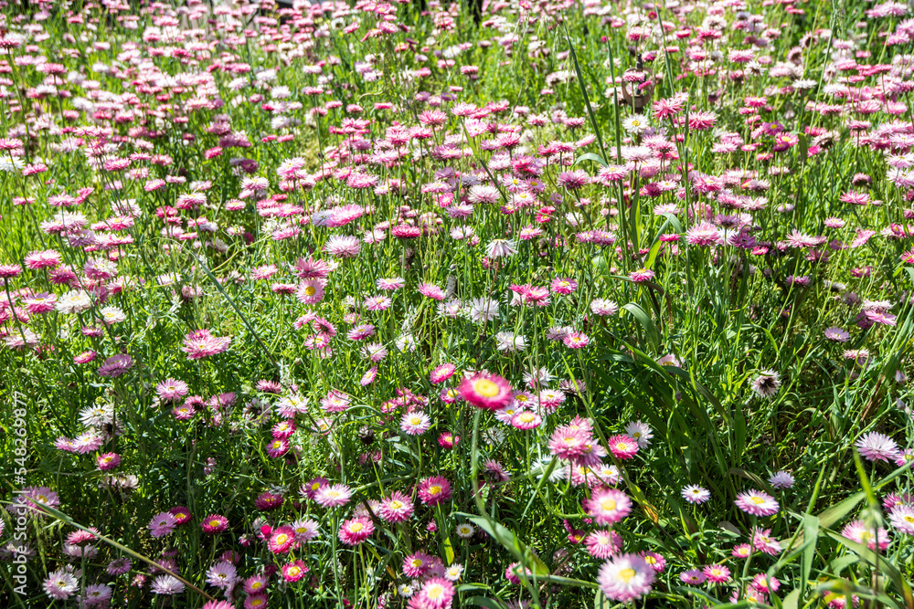 A meadow of pink and white daisies in City of Wanneroo, Western Australia