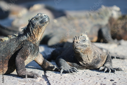 island land iguana