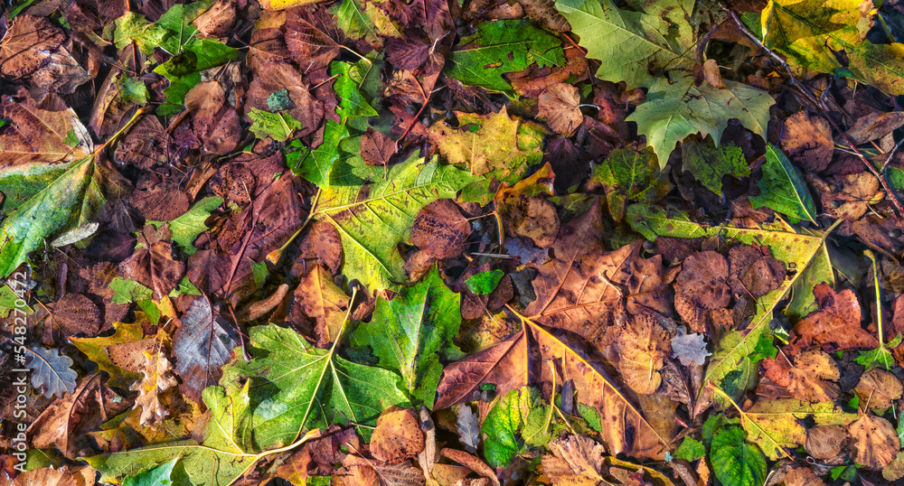 feuilles mortes recouvrant un bassin d'eau feuilles mortes recouvrant un bassin d'eau