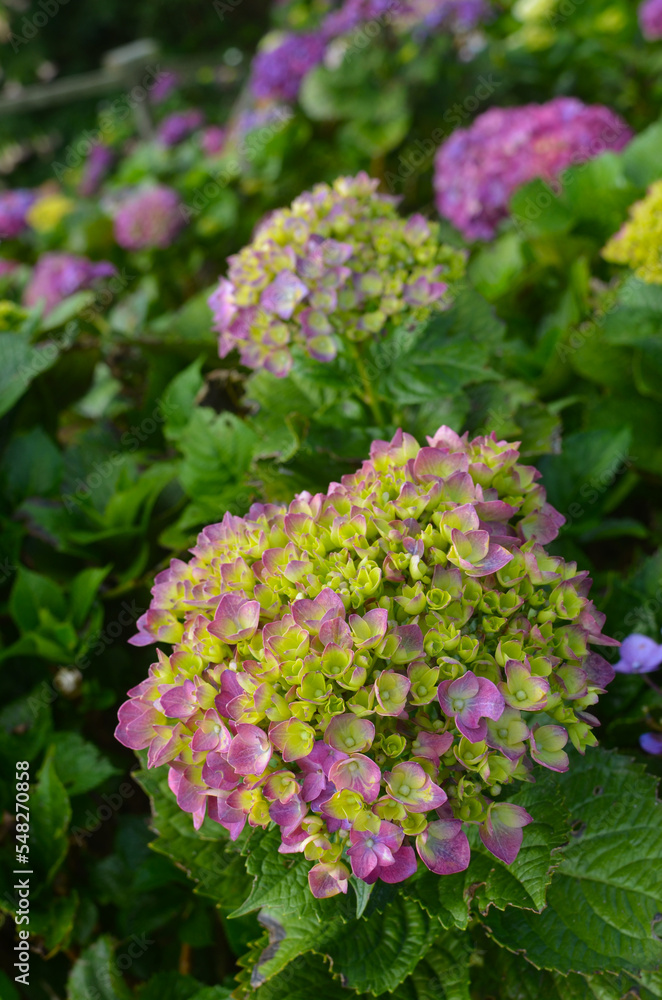 flower_French hydrangea_00003 flower_French hydrangea_00003