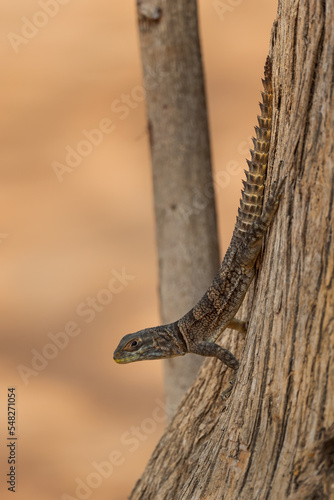 Cuvier's Madagascar Swift - Oplurus cuvieri, Madagascar west coast, Tsingy. Large lizard.