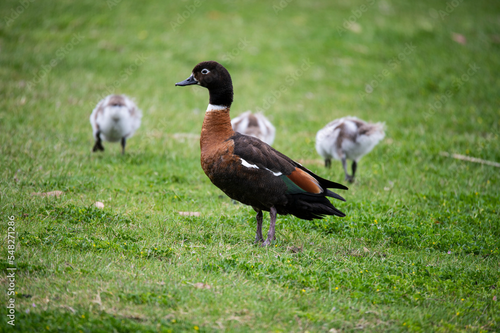 Australian Shelduck (Tadorna tadornoides) with chicks at Lake Joondalup, Edgewater, Western Australia Australian Shelduck (Tadorna tadornoides) with chicks at Lake Joondalup, Edgewater, Western Australia