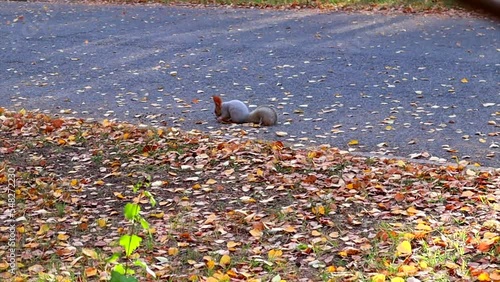 The squirrel runs in the natural environment in the fall.