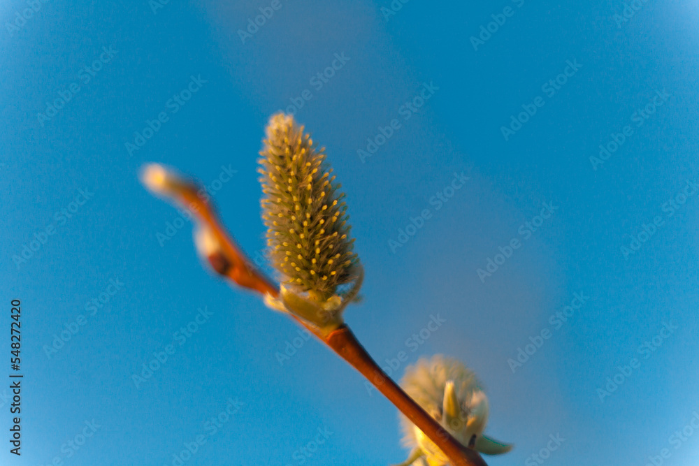 Willow. how willow flowers bloom in the spring forest. against the blue sky. Palm Sunday. landscape. park. close-up.The concept of spring. Macro photography. with a blurry background. Willow. how willow flowers bloom in the spring forest. against the blue sky. Palm Sunday. landscape. park. close-up.The concept of spring. Macro photography. with a blurry background.