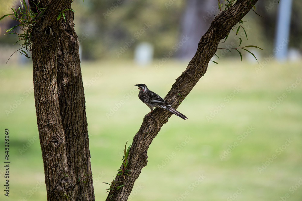 Australian Red Wattlebird (Anthochaera carunculata) at Lake Joondalup, Edgewater, Yellagonga Regional Park, Western Australia Australian Red Wattlebird (Anthochaera carunculata) at Lake Joondalup, Edgewater, Yellagonga Regional Park, Western Australia