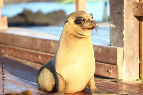 sea lion on the beach