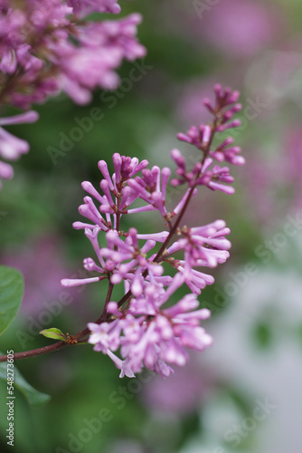 Wallpaper Mural flowers in the garden Torontodigital.ca