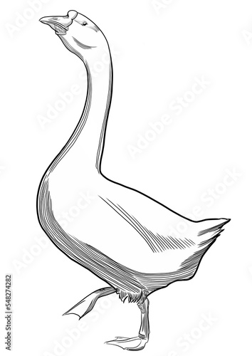 Goose in the style of engraving isolated on transparent background photo