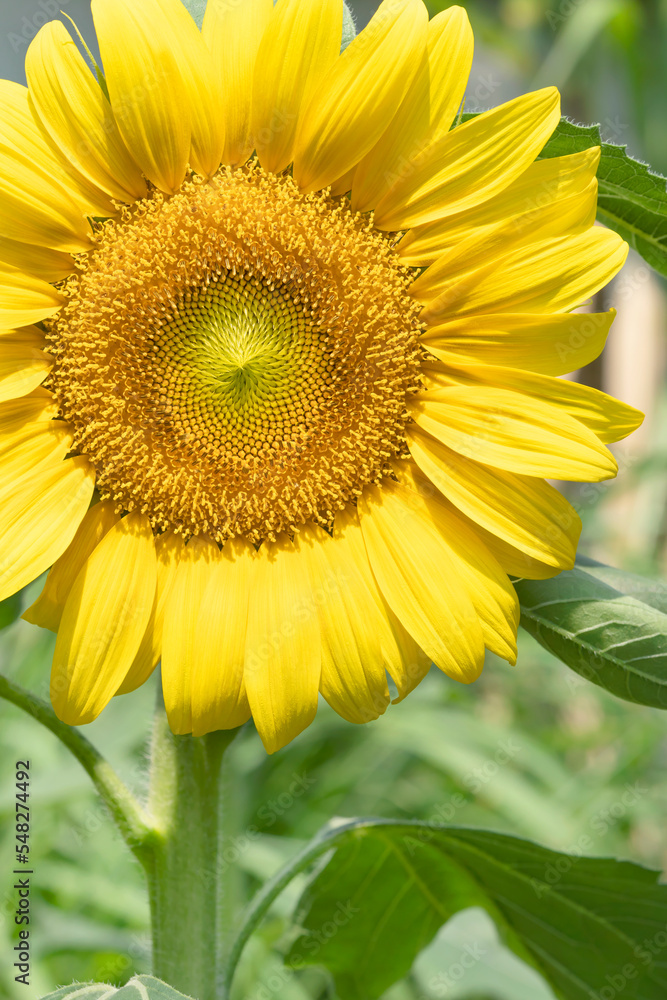 Yellow sunflower, beautiful in the sun