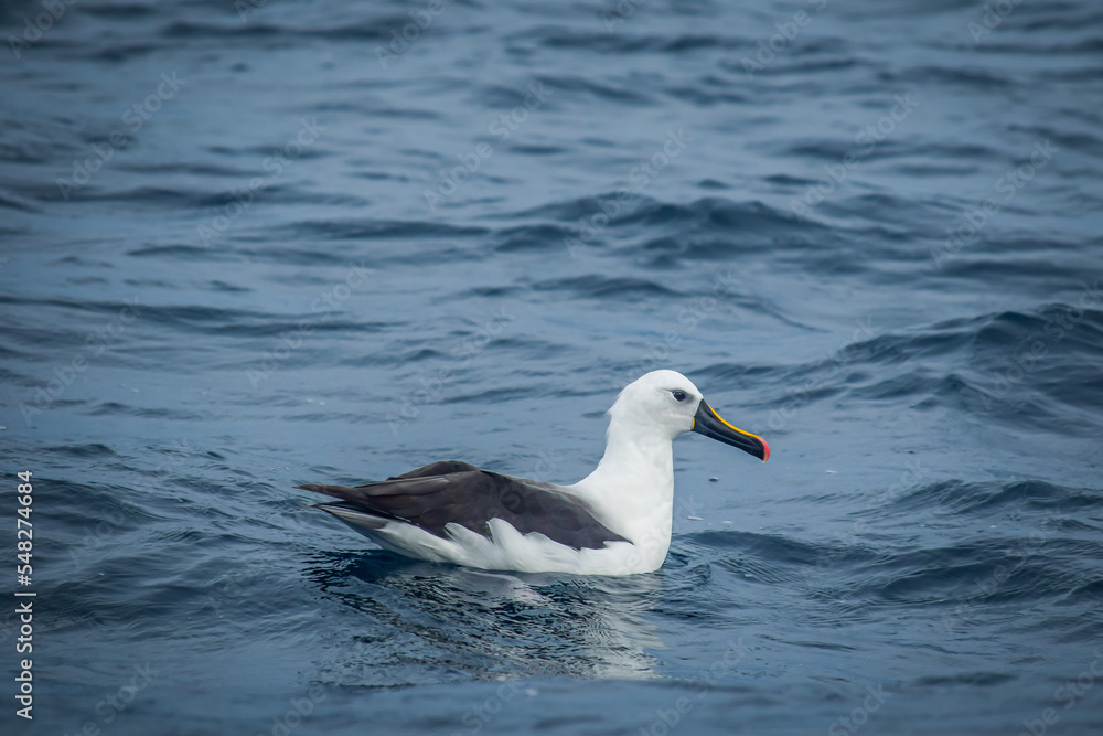 An albatross floating on the seas of Tasmania An albatross floating on the seas of Tasmania