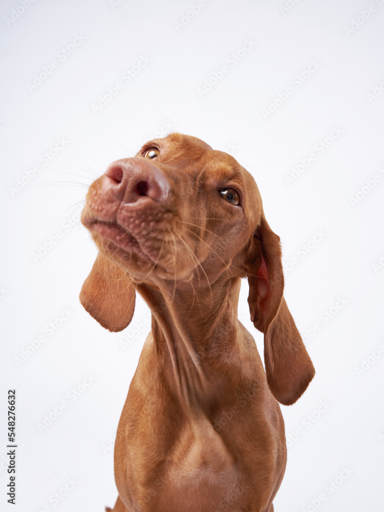 funny dog with funny muzzle. Hungarian vizsla on a white background funny dog with funny muzzle. Hungarian vizsla on a white background