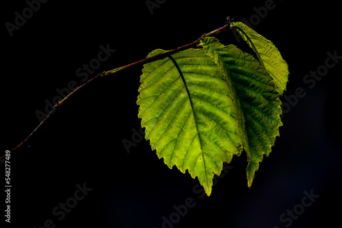 green leaf on black photo