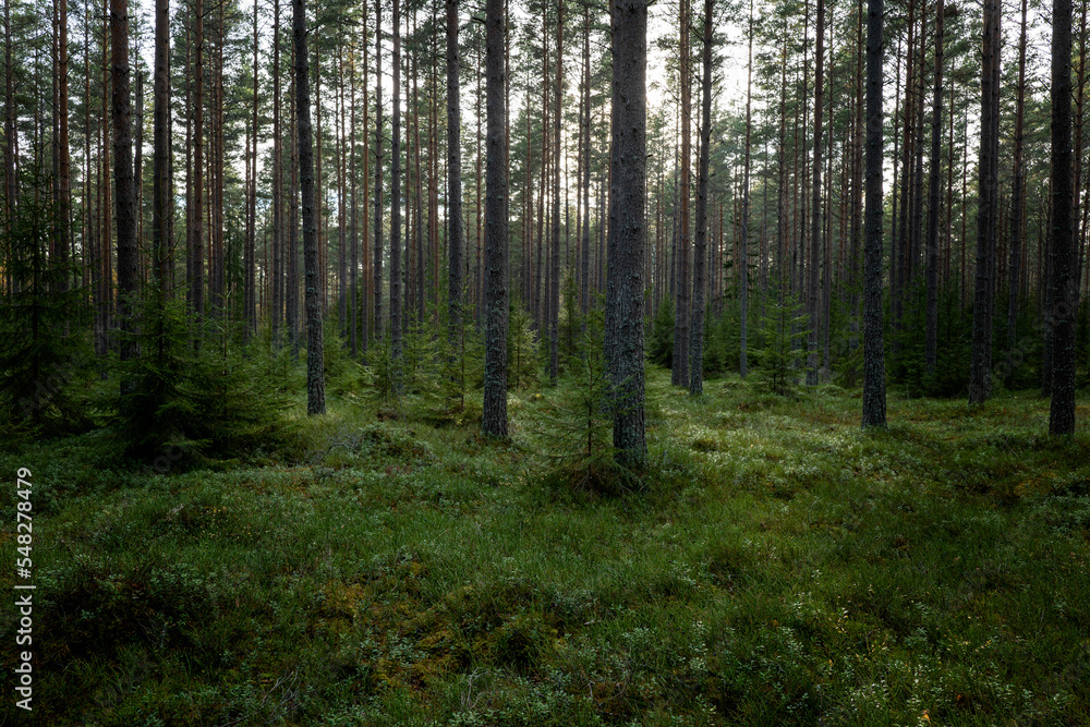 Fototapeta premium Tree forest landscape. Forest therapy and stress relief