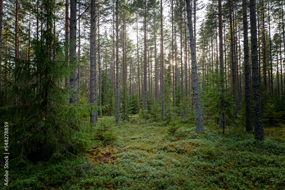 Tree forest landscape. Forest therapy and stress relief Tree forest landscape. Forest therapy and stress relief