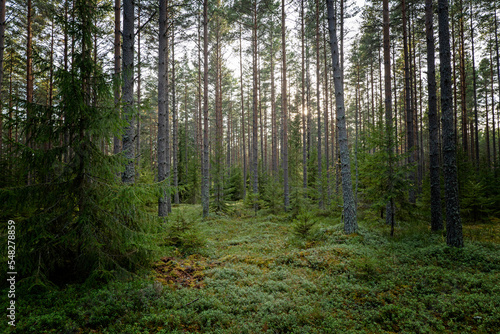 Tree forest landscape. Forest therapy and stress relief © Conny Sjostrom